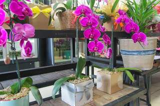 Orquídeas de diferentes tamanhos e cores para quem deseja presentear com delicadeza. (Foto: Marcos Maluf)