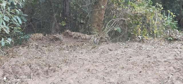 Imobili&aacute;ria &eacute; multada em R$ 10 mil por derrubar mata ciliar em &aacute;rea protegida