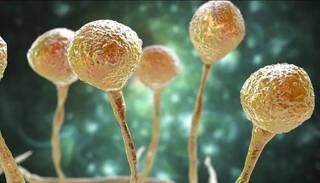Fungo identificado como Mucor é um dos responsáveis pela mucormicose. (Foto: Getty Images)