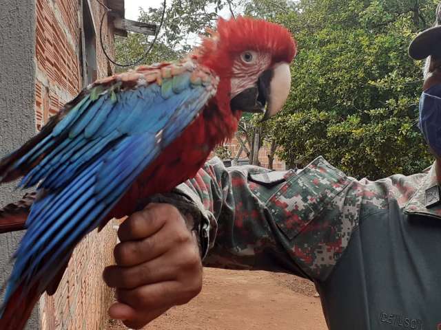 PMA resgata papagaio atropelado, maritaca com asa quebrada e arara domesticada 