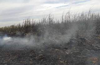 Lavoura incendiada no município de Rio Brilhante (Foto: divulgação)