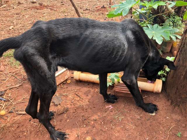 Sem andar nem comer, cachorro &eacute; resgatado e dono preso