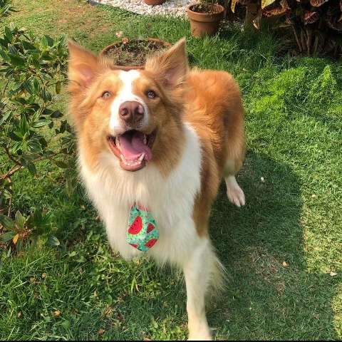 Fam&iacute;lia oferece R$ 1 mil a quem encontrar e devolver Tobias
