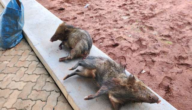 Ca&ccedil;adores s&atilde;o detidos em rodovia com dois catetos abatidos