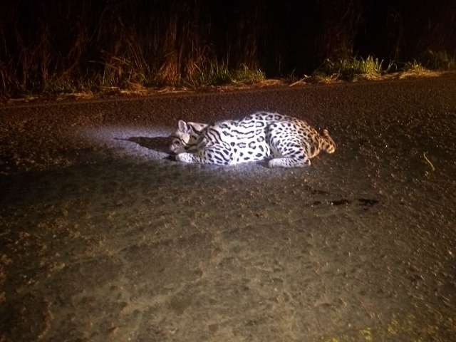 Atropelada na MS-478, jaguatirica &eacute; atendida por veterin&aacute;rios mas n&atilde;o resiste
