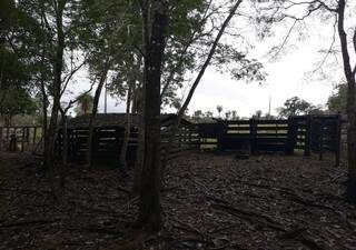Área de mata ciliar foi destruída para construção de curral para gado. (Foto: Divulgação/PMA)