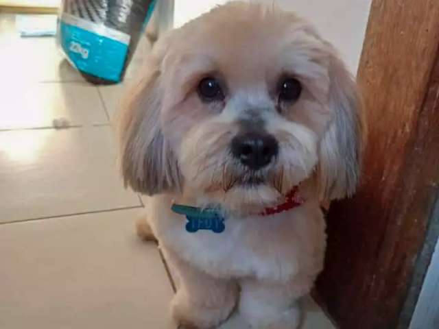Oferecer recompensa vira estrat&eacute;gia no desespero em busca de cachorro
