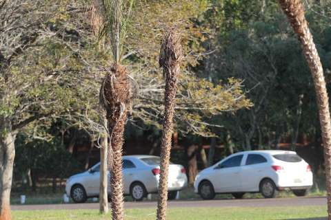 Administração insiste em palmeiras de outro bioma que seguem morrendo no parque 