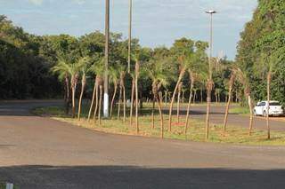 Plantas estão concentradas em trecho da Avenida Desembargador José Nunes da Cunha. (Foto: Marcos Maluf)