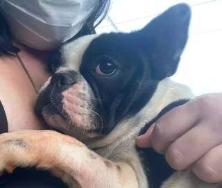 Cachorrinha Estella desapareceu na semana passada e donos pagaram recompensa de R$ 5 mil. (Foto: Direto das Ruas)