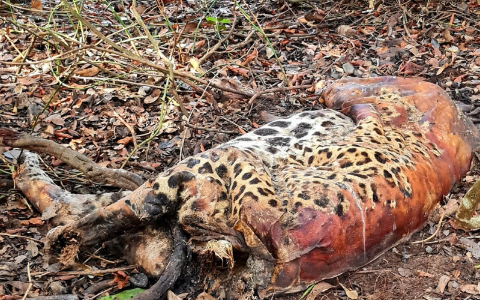 Duas onças e mais 17 animais são encontrados mortos de uma só vez no Pantanal