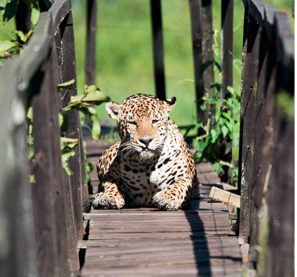 Viagem de moto ao pantanal, em busca da onça pintada - Motonline