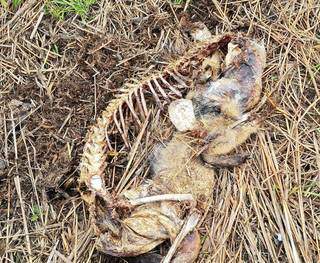 Entre animais encontrados mortos, carcaça de cachorro do mato (Foto: Pedro Nacib/Reprocon)