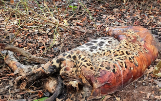 Carcaça de onça-pintada encontrada em trecho do Pantanal corumbaense (Foto: Pedro Nacib/Reprocon)