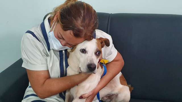 &quot;Extraviado&quot; durante mudan&ccedil;a de SC, Thor reencontra a dona 42 dias depois