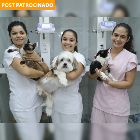 NefroVetMS realiza cirurgias para saúde plena dos rins de cães e gatos