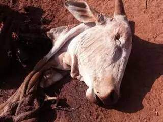 Ladrões abandonaram restos de animal em fazenda após abate em Três Lagoas. (Foto: Rádio Caçula)