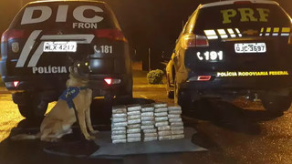 Cachorro da PRF ajudou a encontrar a cocaína escondida. (Foto: Divulgação | PRF)