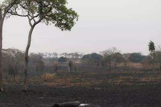 Propriedade rural foi queimada nas beiras do Rio Taquari (Foto: Marcos Maluf/Arquivo)