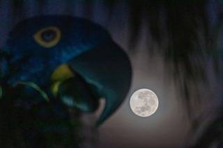 Às 5h50 lua ainda era bem vísível no céu de Campo Grande (Foto: Henrique Kawaminami)