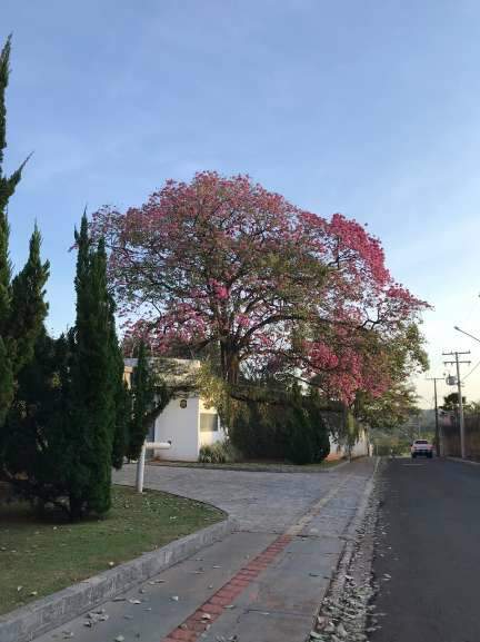 Árvore se destaca com cores no bairro Chácara Cachoeira. (Foto: Thailla Torres)
