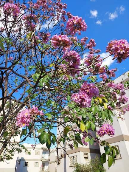 Flores de Ipê rosa no bairro Monte Castelo. (Foto: Direto das Ruas)