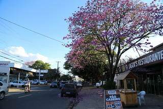 Árvore tomada por flores na avenida José Nogueira Vieira, bairro Tiradentes. (Foto: Kísie Ainoã)