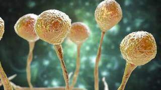 Imagem microscópica do fungo que está atacando pacientes contaminados pelo novo coronavírus. (Foto: BBC)
