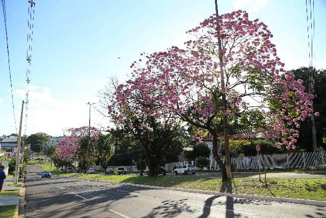 Florada dos ip&ecirc;s atrasa em 2021, mas a maioria nem se d&aacute; conta nas ruas