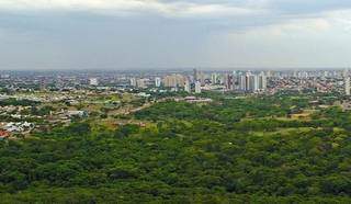 Projeto quer incentivar aumento do plantio e contribuir para arborização (Foto/Divulgação)