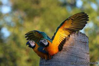 “Aves do Mato Grosso do Sul em Imagens e Sons” é o tema (Foto: Reprodução/Simone Mamede)