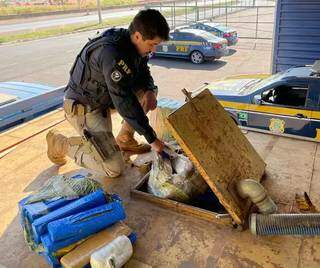 Maconha estava dentro de um tanque na carroceria do caminhão. (Foto: Divulgação)