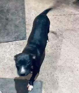 Dócil, pitbull tem 10 meses e desapareceu na região do Tijuca. (Foto: Arquivo Pessoal)