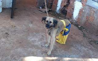 Cãozinho amarrado em corda curta (Foto: Polícia Civil/Divulgação)