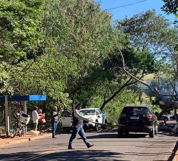 Vento de quase 50 km/h derruba árvore sobre dois carros e bairro fica sem luz