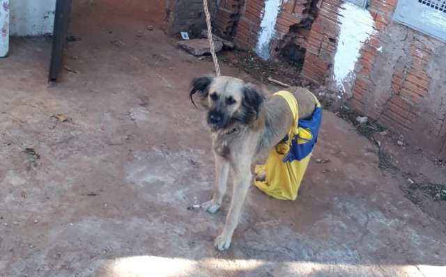Dona de 3 c&atilde;es deixados amarrados, sem comida e no frio passa a noite na cadeia