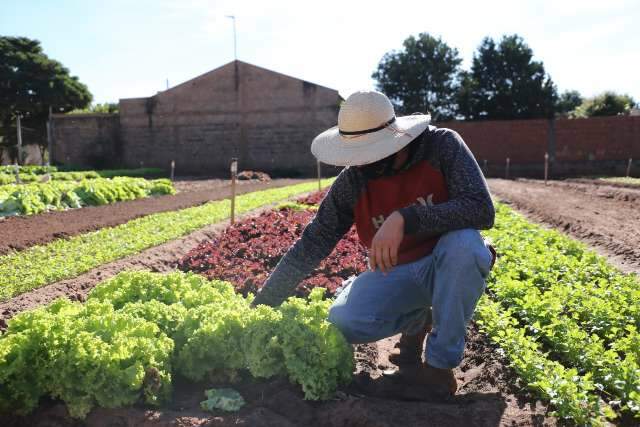 Apesar de dias de frio intenso, produtores conseguiram salvar hortas