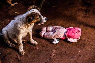 Doações serão entregues para animais em situação de vulnerabilidade. (Foto: Marcos Maluf | Arquivo)