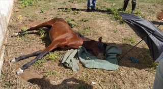 Cavalo debilitado foi encontrado abandonado em terreno baldio (Foto: divulgação / PMA)