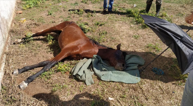 Homem &eacute; multado por deixar cavalo debilitado morrer em terreno 