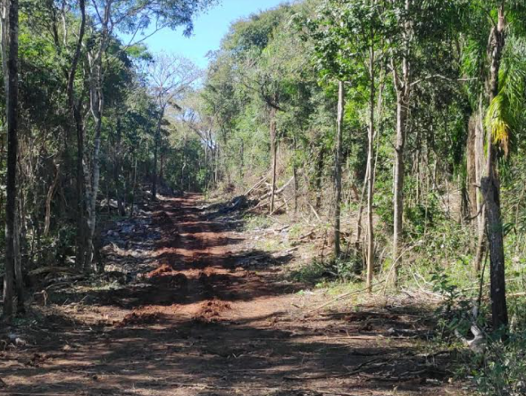 Produtor &eacute; multado em R$ 10 mil por derrubar vegeta&ccedil;&atilde;o para abrir estrada