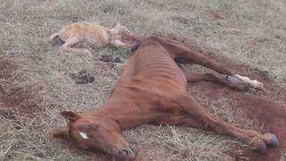 Égua e filhote já mortos em área de pastagem da propriedade rural. (Foto: Divulgação | PMA)