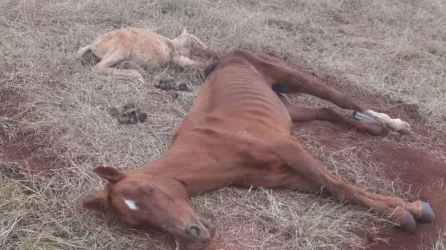 Depois de tr&ecirc;s dias abandonados, &eacute;gua e filhote morrem de t&eacute;tano