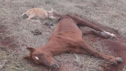 Depois de três dias abandonados, égua e filhote morrem de tétano