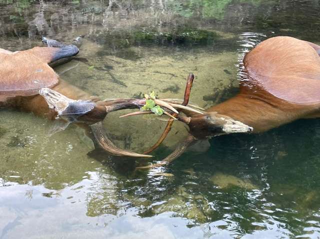Entrela&ccedil;ados, cervos s&atilde;o encontrados mortos em rio no Pantanal 