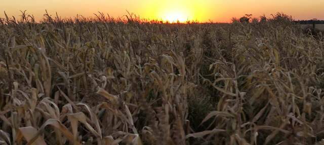 Geada afeta 30% da &aacute;rea da safrinha e produ&ccedil;&atilde;o cai 2,7 milh&otilde;es de toneladas