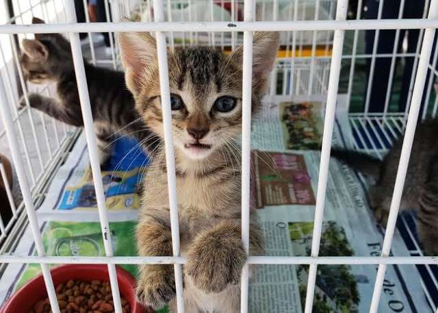 Feira na prefeitura ter&aacute; 70 c&atilde;es e gatos para ado&ccedil;&atilde;o no s&aacute;bado 