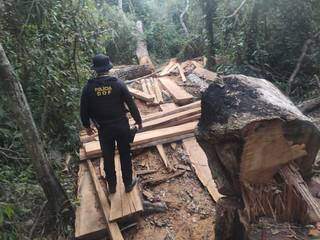 Pol&iacute;cia flagra desmatamento em reserva e apreende 56 metros c&uacute;bicos de madeira