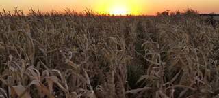 Produção de milho afetada pelas condições climáticas em MS, afetando previsão de colheita (Foto/Divulgação)