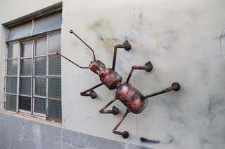 Formiga gigante fica logo ao lado da janela da casa de Rômulo. (Foto: Paulo Francis)